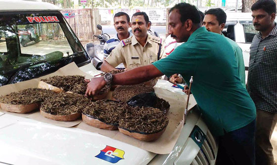 പത്തു കിലോ കഞ്ചാവുമായി ഒഡീഷ സ്വദേശി പിടിയില് പത്തു കിലോ കഞ്ചാവുമായി ഒഡീഷ സ്വദേശി പിടിയില്