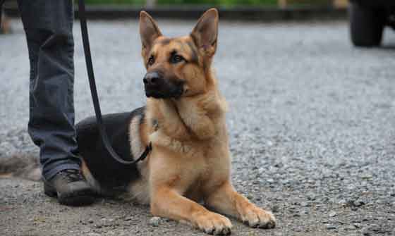 നായയെ കടിച്ചു;യുഎസില്‍ ഒരാള്‍ അറസ്റ്റില്‍