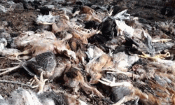 ഇരുനൂറിലധികം കോഴികളെ തെരുവ്നായ്ക്കള് കടിച്ചുകൊന്നു ഇരുനൂറിലധികം കോഴികളെ തെരുവ്നായ്ക്കള് കടിച്ചുകൊന്നു