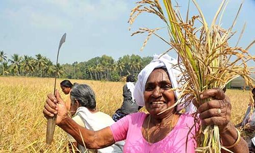പ്രളയം തകര്‍ത്തെറിഞ്ഞ ആലപ്പുഴയിലെ പാടങ്ങള്‍ കതിരണിഞ്ഞു
