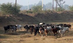 തെരുവുപശുക്കളെ പരിപാലിക്കുന്നവരെ ആദരിക്കാനൊരുങ്ങി രാജസ്ഥാന്‍ സര്‍ക്കാര്‍