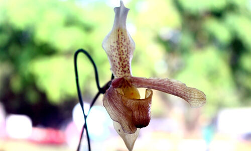 വസന്തോല്‍സവ കാഴ്ചകള്‍