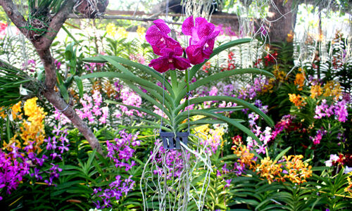 വസന്തോല്‍സവ കാഴ്ചകള്‍