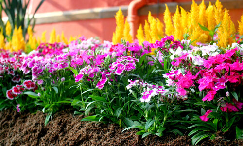 വസന്തോല്‍സവ കാഴ്ചകള്‍