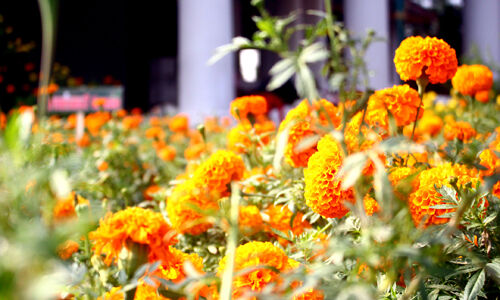 വസന്തോല്‍സവ കാഴ്ചകള്‍