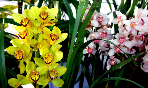 വസന്തോല്‍സവ കാഴ്ചകള്‍