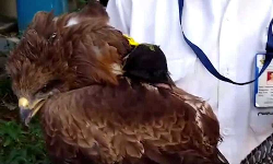 เดฎเดเดฐเดธเดเดเตเดฐเดพเดจเตเดคเดฟเดฏเตเดเดจเตเดฌเดจเตเดงเดฟเดเตเด เดชเดเตเดเด เดชเดฑเดคเตเดคเดฒเตโ: เดชเดเตเดทเดฟเดเดณเตโเดเตเดเต เดชเดฐเดฟเดเตเดเต เดฎเดเดฐเดธเดเดเตเดฐเดพเดจเตเดคเดฟเดฏเตเดเดจเตเดฌเดจเตเดงเดฟเดเตเด เดชเดเตเดเด เดชเดฑเดคเตเดคเดฒเตโ: เดชเดเตเดทเดฟเดเดณเตโเดเตเดเต เดชเดฐเดฟเดเตเดเต