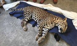 เดเดฐเดคเตเดเดฟเดฏเตเดคเตเดคเดฟเดฏ เดชเตเดฒเดฟ เดชเดถเตเดเตเดเดณเตเดเต เดเดเตเดฐเดฎเดฃเดคเตเดคเดฟเดฒเตโ เดเตเดฒเตเดฒเดชเตเดชเตเดเตเดเต เดเดฐเดคเตเดเดฟเดฏเตเดคเตเดคเดฟเดฏ เดชเตเดฒเดฟ เดชเดถเตเดเตเดเดณเตเดเต เดเดเตเดฐเดฎเดฃเดคเตเดคเดฟเดฒเตโ เดเตเดฒเตเดฒเดชเตเดชเตเดเตเดเต