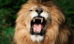 เดฎเตเดเดถเดพเดฒเดฏเดฟเดฒเต เดธเดฟเดเดนเดเตเดเดณเตเดเต เดเดเตเดฐเดฎเดฃเดคเตเดคเดฟเดฒเตโ เดฏเตเดตเดพเดตเดฟเดจเต เดฆเดพเดฐเตเดฃเดพเดจเตเดคเตเดฏเด เดฎเตเดเดถเดพเดฒเดฏเดฟเดฒเต เดธเดฟเดเดนเดเตเดเดณเตเดเต เดเดเตเดฐเดฎเดฃเดคเตเดคเดฟเดฒเตโ เดฏเตเดตเดพเดตเดฟเดจเต เดฆเดพเดฐเตเดฃเดพเดจเตเดคเตเดฏเด