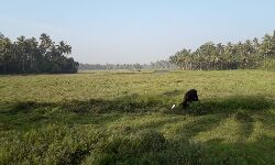 കുഴൂര്‍ ഗ്രാമപഞ്ചായത്തിലെ തരിശ് നിലങ്ങളില്‍ കൃഷി ഇറക്കാനുള്ള സാഹചര്യമൊരുക്കണം