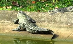 ചീങ്കണ്ണി പാര്‍ക്കിലെ ജീവനക്കാരന് ചീങ്കണ്ണിയുടെ കടിയേറ്റു