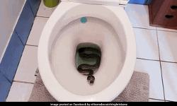 ക്ലോസറ്റില്‍ പെരുമ്പാമ്പ്;    ഭയന്ന് വിറച്ച് കുടുംബം