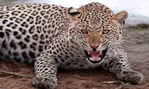 മൂന്നാറില്‍ പുലിയുടെ ആക്രമണത്തില്‍ തൊഴിലാളിക്ക് പരിക്ക്