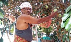 വില്‍പനയ്ക്ക് ഇവിടെ ആപ്പിളുമുണ്ട്; കൃഷിവൈവിധ്യവുമായി പി വി വര്‍ഗീസ്