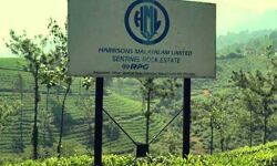 ഹാരിസണ്‍ ഭൂമിക്ക് കരം: റവന്യൂവകുപ്പില്‍ തര്‍ക്കം തുടരുന്നു; മന്ത്രിസഭ പരിഗണിച്ചില്ല