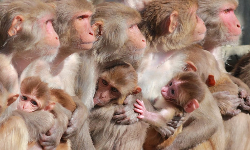 കുരങ്ങുപനിയെ ഭയപ്പെടുകയല്ല ജാഗ്രതയോടെ നേരിടുകയാണ് വേണ്ടത്