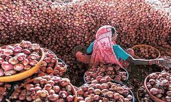 ഒരു കിലോ ഉള്ളിക്ക് 50 പൈസ!