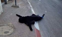 വീണ്ടും ഇസ്രായേല്‍ സൈന്യത്തിന്റെ ക്രൂരത;  ഫലസ്തീനിയായ 16കാരിയെ വെടിവച്ച് കൊന്നു