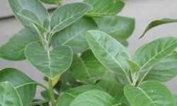 പ്രതിരോധിക്കാം കാന്‍സറിനെ; അശ്വഗന്ധയില്‍നിന്ന് പുതിയ ഫംഗസുമായി എംജി ഗവേഷകര്‍