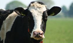 เดฏเตเดชเดฟ: เดตเดฟเดฆเตเดฏเดพเดฐเตโเดฅเดฟเดเดณเต เดชเตเดฑเดคเตเดคเดพเดเตเดเดฟ เดคเตเดฐเตเดตเต เดชเดถเตเดเตเดเดณเต เดธเตโเดเตเดณเดฟเดฒเดพเดเตเดเดฟ เดฏเตเดชเดฟ: เดตเดฟเดฆเตเดฏเดพเดฐเตโเดฅเดฟเดเดณเต เดชเตเดฑเดคเตเดคเดพเดเตเดเดฟ เดคเตเดฐเตเดตเต เดชเดถเตเดเตเดเดณเต เดธเตโเดเตเดณเดฟเดฒเดพเดเตเดเดฟ