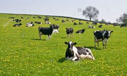 ഔഷധമായ ഗോമൂത്രം ആഗോള താപനത്തിന് കാരണമാകുന്നതായി പഠനം ഔഷധമായ ഗോമൂത്രം ആഗോള താപനത്തിന് കാരണമാകുന്നതായി പഠനം
