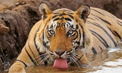 ഒരാളെകൂടി കടുവ കടിച്ചു കൊന്നു; ഭീതി ഒഴിയാതെ കന്നട ഗ്രാമം ഒരാളെകൂടി കടുവ കടിച്ചു കൊന്നു; ഭീതി ഒഴിയാതെ കന്നട ഗ്രാമം