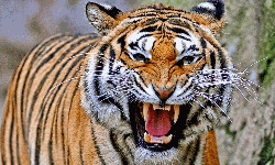 വയനാട്: കടുവയുടെ ആക്രമണത്തില് ഒരു മരണം കൂടി വയനാട്: കടുവയുടെ ആക്രമണത്തില് ഒരു മരണം കൂടി