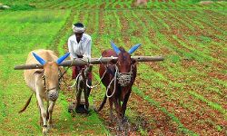 കേന്ദ്ര ബജറ്റ്: കര്ഷക രോഷം തണുപ്പിക്കാന് 6000 രൂപ കേന്ദ്ര ബജറ്റ്: കര്ഷക രോഷം തണുപ്പിക്കാന് 6000 രൂപ