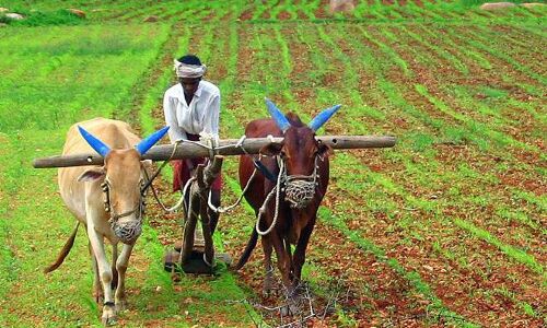 ബജറ്റ് 2026; കാര്‍ഷിക മേഖലയ്ക്ക് 2,024 കോടി രൂപ