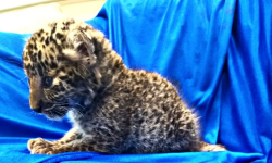 പരിശോധന നടത്തിയ ഉദ്യോഗസ്ഥര് ഞെട്ടി; ബാഗില് പുലിക്കുട്ടി; വിമാനയാത്രക്കാരന് അറസ്റ്റില് പരിശോധന നടത്തിയ ഉദ്യോഗസ്ഥര് ഞെട്ടി; ബാഗില് പുലിക്കുട്ടി; വിമാനയാത്രക്കാരന് അറസ്റ്റില്