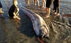 കടല് ദൈവത്തിന്റെ കൊട്ടാരത്തിലെ ദൂതന് ചത്തുപൊങ്ങി; ഞെട്ടി വിറച്ച് ജപ്പാന് ജനത കടല് ദൈവത്തിന്റെ കൊട്ടാരത്തിലെ ദൂതന് ചത്തുപൊങ്ങി; ഞെട്ടി വിറച്ച് ജപ്പാന് ജനത