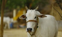 เดนเดฟเดจเตเดฆเตเดคเตเดต เดชเตเดฐเตเดฃเดจเดตเตเดฎเดพเดฏเดฟ เดเตเดฃเตโเดเตเดฐเดธเต; เดเตเดนเดคเตเดฏ เดเดฐเตเดชเดฟเดเตเดเต เดฎเดงเตเดฏเดชเตเดฐเดฆเตเดถเดฟเดฒเตโ เดฎเตเดจเตเดจเต เดชเตเดฐเตโเดเตเดเตเดคเดฟเดฐเต เดเดจเตโเดเดธเตเด เดเตเดฎเดคเตเดคเดฟ เดนเดฟเดจเตเดฆเตเดคเตเดต เดชเตเดฐเตเดฃเดจเดตเตเดฎเดพเดฏเดฟ เดเตเดฃเตโเดเตเดฐเดธเต; เดเตเดนเดคเตเดฏ เดเดฐเตเดชเดฟเดเตเดเต เดฎเดงเตเดฏเดชเตเดฐเดฆเตเดถเดฟเดฒเตโ เดฎเตเดจเตเดจเต เดชเตเดฐเตโเดเตเดเตเดคเดฟเดฐเต เดเดจเตโเดเดธเตเด เดเตเดฎเดคเตเดคเดฟ