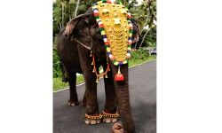 ഏഷ്യയിലെ ഏറ്റവും പ്രായംകൂടിയ പിടിയാന ദാക്ഷായണി ചരിഞ്ഞു ഏഷ്യയിലെ ഏറ്റവും പ്രായംകൂടിയ പിടിയാന ദാക്ഷായണി ചരിഞ്ഞു