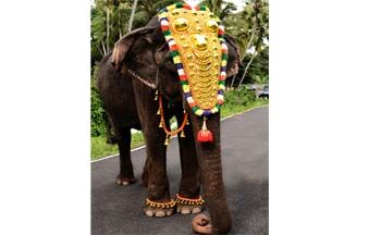 ഏഷ്യയിലെ ഏറ്റവും പ്രായംകൂടിയ പിടിയാന ദാക്ഷായണി ചരിഞ്ഞു ഏഷ്യയിലെ ഏറ്റവും പ്രായംകൂടിയ പിടിയാന ദാക്ഷായണി ചരിഞ്ഞു