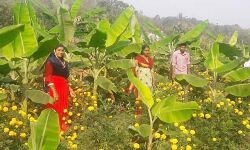 ബന്ദിപ്പൂ മണക്കുന്ന മല്ലികയുടെ വാഴത്തോട്ടം