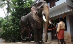 ഗൃഹപ്രവേശനത്തിന് എത്തിച്ച ആന ഇടഞ്ഞ് കൊല്ലപ്പെട്ടവരുടെ എണ്ണം രണ്ടായി