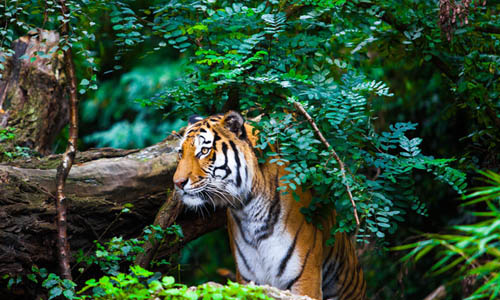 വര്‍ഷങ്ങള്‍ക്ക് ശേഷം ഗുജറാത്തില്‍ അവനെത്തി ?