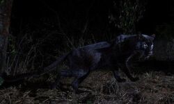 100 കൊല്ലത്തിനു  ശേഷം ഒരു കരിമ്പുലി !