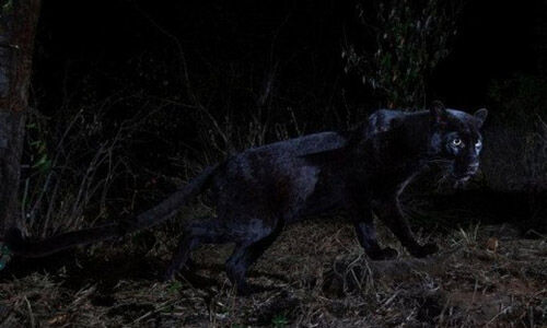 100 കൊല്ലത്തിനു  ശേഷം ഒരു കരിമ്പുലി !