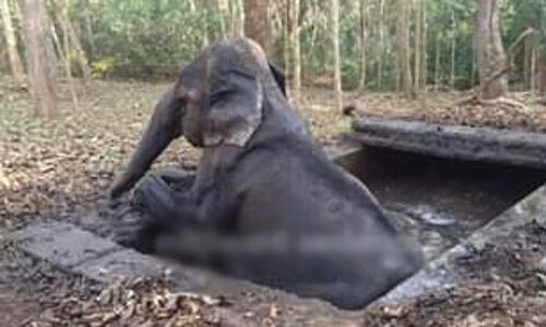 കാട്ടാന മാലിന്യടാങ്കില്‍ വീണു; രക്ഷാപ്രവര്‍ത്തനം തുടങ്ങിയില്ലെന്ന് ആക്ഷേപം