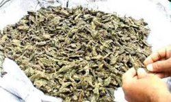 തൃശൂരില് 42 കിലോ കഞ്ചാവുമായി ബിടെക് വിദ്യാര്ഥികള് പിടിയില് തൃശൂരില് 42 കിലോ കഞ്ചാവുമായി ബിടെക് വിദ്യാര്ഥികള് പിടിയില്