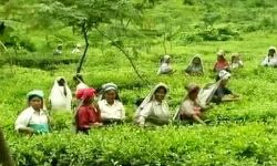 അസമില്‍ വിഷമദ്യം കഴിച്ച 19 തേയിലത്തോട്ടം തൊഴിലാളികള്‍ മരിച്ചു