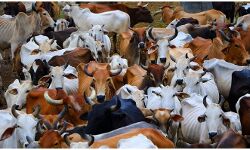 യുപിയില് പശുക്കള്ക്ക് ഇനി ബോളിവുഡ് ഗ്ലാമര് പദവി; ബ്രാന്റ് അംബാസിഡറായി ഹേമമാലിനി യുപിയില് പശുക്കള്ക്ക് ഇനി ബോളിവുഡ് ഗ്ലാമര് പദവി; ബ്രാന്റ് അംബാസിഡറായി ഹേമമാലിനി