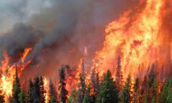 കാലഫോണിയയില് കാട്ടുതീ പടരുന്നു; അരലക്ഷം കുടുംബങ്ങളെ മാറ്റിപാര്പ്പിക്കും കാലഫോണിയയില് കാട്ടുതീ പടരുന്നു; അരലക്ഷം കുടുംബങ്ങളെ മാറ്റിപാര്പ്പിക്കും