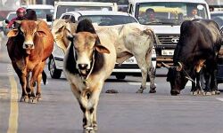 കോണ്‍ഗ്രസ് എല്ലായ്‌പ്പോഴും പശുസംരക്ഷണത്തിന് വേണ്ടി നിലകൊണ്ടിരുന്നുവെന്ന് കമല്‍ നാഥ്