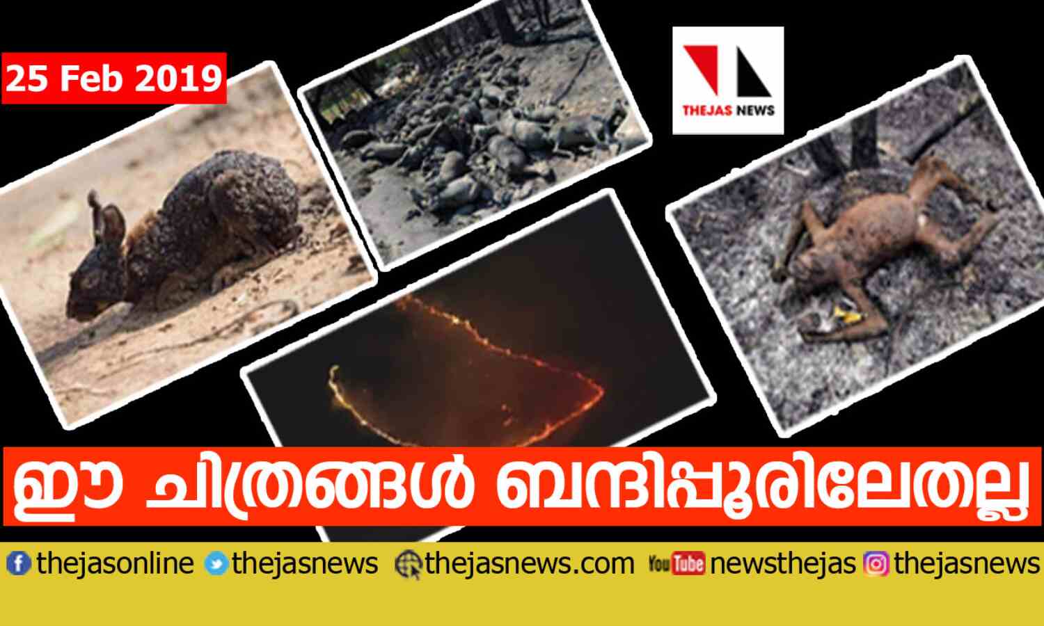 കാട്ടുതീയില് വെന്ത മൃഗങ്ങളുടെ ചിത്രങ്ങള് ബന്ദിപ്പൂരിലേതല്ല കാട്ടുതീയില് വെന്ത മൃഗങ്ങളുടെ ചിത്രങ്ങള് ബന്ദിപ്പൂരിലേതല്ല