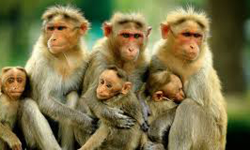 വയനാട്ടില്‍ ഒരാള്‍ക്കുകൂടി കുരങ്ങുപനി സ്ഥിരീകരിച്ചു