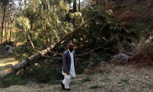 പൈന് മരങ്ങള് ഇന്ത്യ ബോംബിട്ടെന്ന പരാതിയുമായി പാകിസ്താന് യുഎന്നിലേക്ക് പൈന് മരങ്ങള് ഇന്ത്യ ബോംബിട്ടെന്ന പരാതിയുമായി പാകിസ്താന് യുഎന്നിലേക്ക്