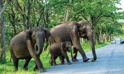 വിനോദസഞ്ചാരികള്ക്കായി ബന്ദിപൂര് വീണ്ടും തുറന്നു വിനോദസഞ്ചാരികള്ക്കായി ബന്ദിപൂര് വീണ്ടും തുറന്നു