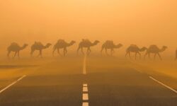 പൊടിക്കാറ്റ്: യുഎഇയില് ഡ്രൈവര്മാര് ജാഗ്രത പാലിക്കണം: പോലിസ് പൊടിക്കാറ്റ്: യുഎഇയില് ഡ്രൈവര്മാര് ജാഗ്രത പാലിക്കണം: പോലിസ്